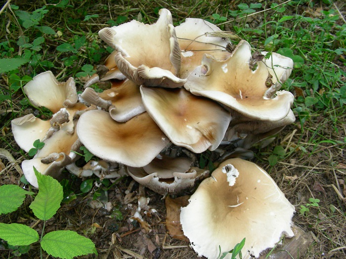 1092 Luglio vecchio ritrovamento